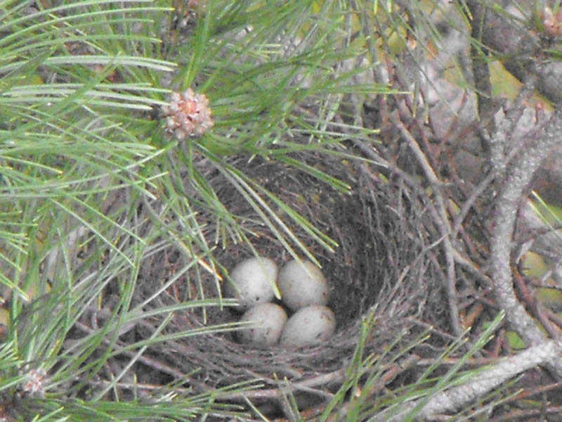 Photo detail