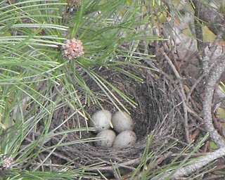 A nest that's nestled in and filled with eggs. Photo sent in by Nancy Bigley of Austintown.