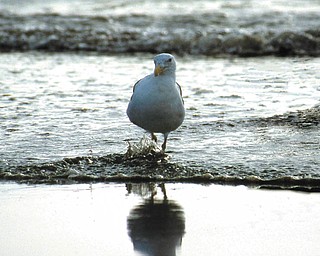 Ken Johnson of Youngstown sent in this photo of a stroll on the beach.