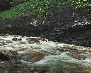 Carol Sika Walker of Canfield took this photo in Pisgah National Forest in North Carolina in early May.