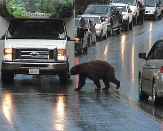 What's that slowing down the traffic at Yellowstone National Park? Oh. Photo by Nick and Andrea Gentile.
