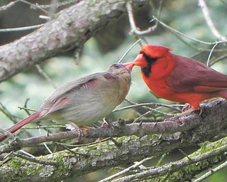 This photo was sent in without a name, but the photographer did have this to say: "The female was sitting on a branch above a feeder and the male would take seed from the feeder and hop up to her branch and feed her! It was precious to watch."