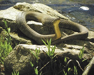 A water snake sunbathes on the rocks on the Vondergreen Trail in Beavercreek State Park. Photo sent in by David Gemmel.