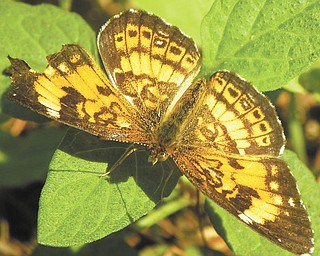 A butterfly enjoys a morning feast at Kyle State Preserve. Photo by David Gemmel.