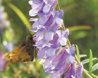 A butterfly enjoys a morning feast at Kyle State Preserve. Photo by David Gemmel.
