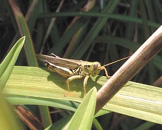 David Gemmel submitted this photo, taken in late summer of last year, of a common grasshopper on a daylily leaf.