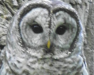A Barred owl is perfectly camouflaged against the tree trunk on the Big Willow Trail in Poland. Photo by David Gemmel.