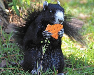 Tina Downard of Canfield sent in this photo taken recently at a golf course in Myrtle Beach. She said the little critter was very friendly!