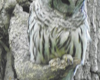 A Barred owl is perfectly camouflaged against the tree trunk on the Big Willow Trail in Poland. Photo by David Gemmel.
