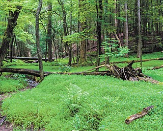 This shot of Great Smokey Mountain National Park at Cades Cove, Tenn., was taken by Dan Shields of Canfield while looking into the forest.