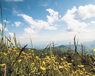 These buttercups at Clingman’s Dome, N.C., were snapped May 24 by Dan Shields of Canfield.