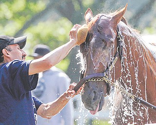 Groom Ignocenzio Diaz bathes I’ll Have Another at Belmont Park on Wednesday. The winner of the Kentucky Derby and Preakness will attempt to win the Belmont Stakes and Triple Crown on Saturday from the 11th post position.