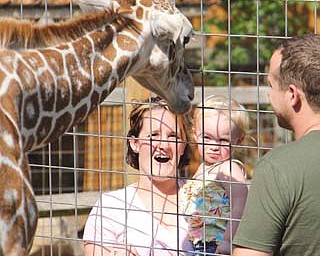 Levi, a 7-month-old giraffe, and Adam Guiher, owner of Living Treasures Animal Park near New Castle, Pa., greet Heather Livesay of Boardman and her daughter, Ava, 2, at the park.