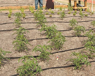Nick Galantis and Annette Tovarnak of the residents group Campbell Pride Project show off the work the group has done so far at the new community garden near the corner of Penhale Avenue and 10th Street in Campbell. The garden was planted on a site that housed an old elementary school.