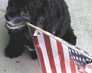 Even Babs the dog gets into the patriotic spirit. Photo sent in by Rochelle Blanco of Boardman.