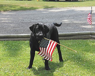 Marcie Wheeler says Ellie, her 6-month-old black Lab, was feeling very patriotic when she snapped this picture.