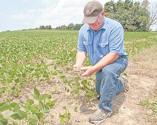 Sam Detwiler, owner of Detwiler Farm in southern Mahoning County, holds a clump of dry soil in front of his soybeans. Detwiler's soybean crop has patches where the plants did not grow, and those that did are shorter than normal.