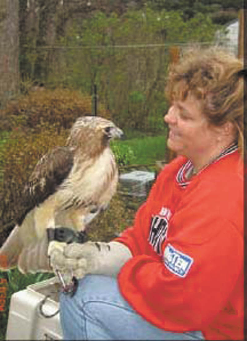 Heather Merritt of Warren, who rehabilitates birds of prey and waterfowl, shows off one of the raptors that is part of her program. Her birds will be part of the fascinating “Birds in Flight” program set for Heritage Day in Niles, from noon to 5 p.m. Aug. 5. 