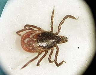 A deer tick is seen under a microscope in the entomology lab at the University of Rhode Island in South
Kingstown, R.I. A state insect expert says Ohio is seeing a “shocking” increase in the deer ticks that can carry
Lyme disease.