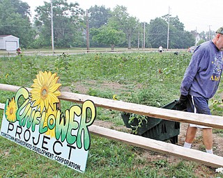 The Rev. Edward Noga, pastor of St. Patrick Church, Oakhill Avenue in Youngstown, hauls weeds pulled from a
one-acre sunflower patch next to the church.