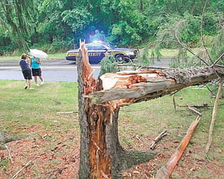 A pine tree was toppled along Leffingwell Road west of Tippecanoe Road in Canfield Township after a severe thunderstorm Thursday. The storm brought high winds and rain that downed tree limbs, power lines and caused power outages in the Mahoning and Shenango valleys.