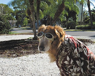 Sophie the dog, 11, is ready to hit the beach on Ana Maria Island in Florida. She belongs to Cheryl Cornelius of Canfield.