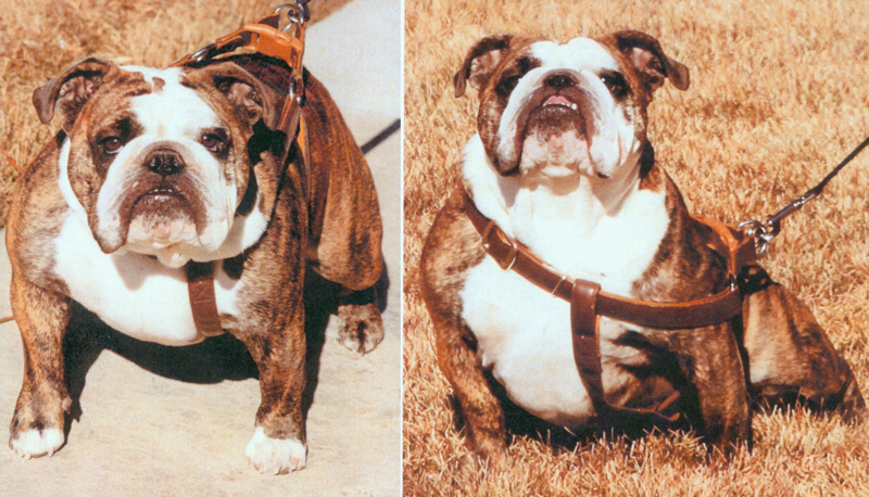 Mabel, the stolen English bulldog