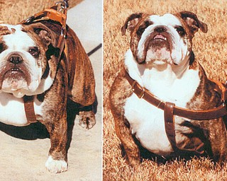 Mabel, the stolen English bulldog