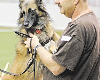 Rick Oberndorf of Pittsburgh pets his 4-year-old Belgian Tervuren, Callie, during the AKC-sanctioned dog agility trials at the Mayor Ralph A. Infante Wellness Center in Niles on Sunday. About 450 dogs were entered in the event.