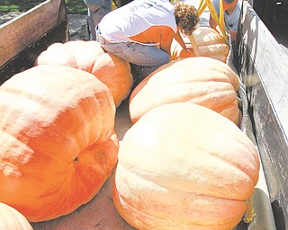 Jack Lanterman, left, Rick Lanterman and Charles Lanterman unload giant pumpkins from a truck at the Canfield Fair. The pumpkins are on display there. The fair began Wednesday and continues through Labor Day.