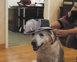 Miss Alfie, a resident dog  at Victoria House Assisted Living, sported this hat at a Mother's Day luncheon.