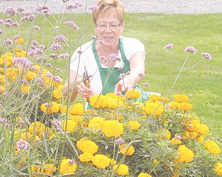 Mary Grace Fowler of Boardman is chairwoman of the Holborn Herb Growers Guild. The guild tends to two public gardens, one in the Western Reserve Village at the Canfield Fairgrounds and the other at Boardman Park.