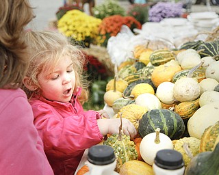 MADELYN P. HASTINGS | THE VINDICATOR
Hailey Cusick, 2, of Beaver Township, picks out a small pumpkin from the Fredonna Farm Market at the autumn festival at Beaver Township Nature Preserve.