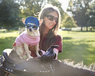 MADELYN P. HASTINGS | THE VINDICATOR
C.C., the chihuahua, takes a ride on a 'Ponytails' farm horse, Cheyanne, while her owner, Kathy Raines, of Warren, helps to stabilize her.