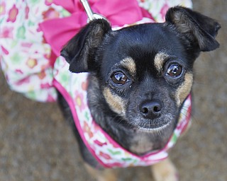 MADELYN P. HASTINGS | THE VINDICATOR
Tinkerbell, the chihuahua, wears her best dress to the pet blessing in Warren, Ohio on September 30, 2012.