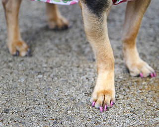 MADELYN P. HASTINGS | THE VINDICATOR
Tinkerbell, the chihuahua, shows off her perfectly polished pink nails at the pet blessing in Warren, Ohio.