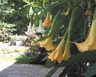 Barbra Nasci of Brookfield sent in this photo of angel trumpets, her favorite fall flowers.
