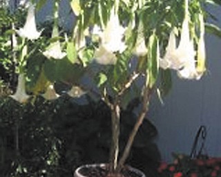 Barbra Nasci of Brookfield sent in this photo of angel trumpets, her favorite fall flowers.