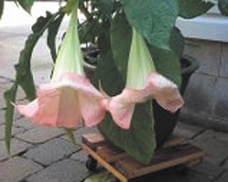 Barbra Nasci of Brookfield sent in this photo of angel trumpets, her favorite fall flowers.