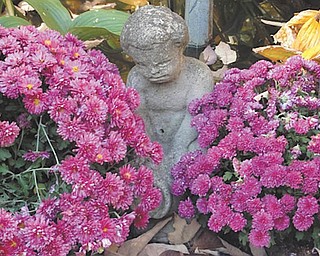 Marsha Karzmer of Boardman sent in this photo of beautiful fall mums from her garden.