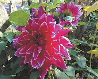 Marsha Karzmer of Boardman sent in this photo of dahlias from her garden.