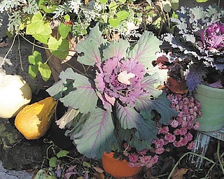 Marsha Karzmer of Boardman sent in this photo of cabbage plants and mums from her garden.