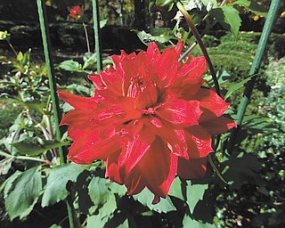 Marsha Karzmer of Boardman sent in this photo of dahlias from her garden.