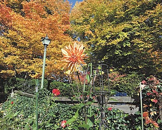 Marsha Karzmer of Boardman sent in this photo of dahlias from her garden against the fall leaves.