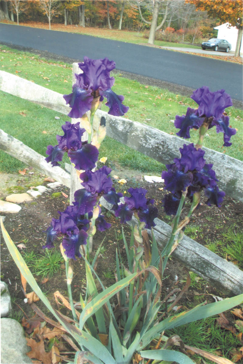 Photo detail
