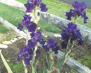 George Shedd of Hubbard sent in this photo of a some Reblooming Irises called Rosalie. The large, purple Iris reblooms in the fall after it loses its flowers in late summer.