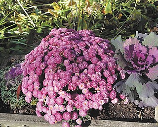 Marsha Karzmer of Boardman sent in this photo of mums and cabbage plants from her garden.