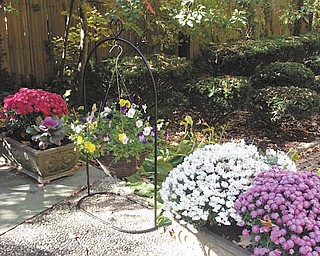 Marsha Karzmer of Boardman sent in this photo of mums, cabbage plants and fall violas from her garden.
