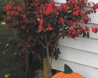 Here's a photo of a Red Burning Bush sent in by Cathy Hinderliter of Canfield.