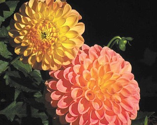 Cathy Hinderliter of Canfield submitted this photo of her dahlias.